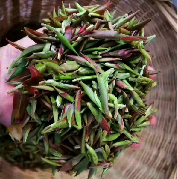 紫芽苞茶