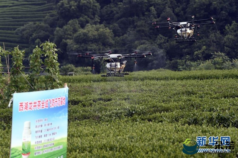 上饶县植保人员深入茶园指导茶园病虫害防治