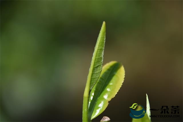 普洱茶投资分析：新年话（四），流量 本地社交网络的重要性