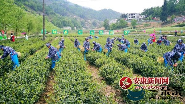 陕南的茶叶都有多少品种，茶名？-陕南茶叶