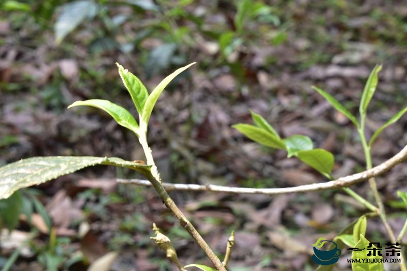 普洱早春茶几月份采摘上市