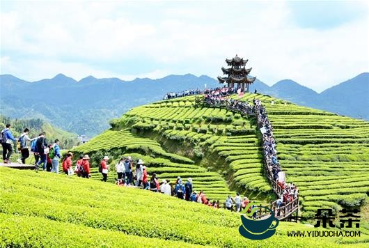 宣恩伍家台有机茶园喷施生物农药防治茶叶虫害