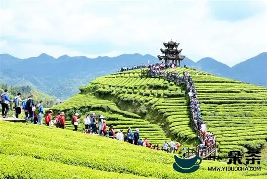 伍家台宣恩茶园采用生物农药喷施，有效防治茶叶虫害