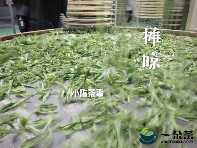 白茶的制造工艺