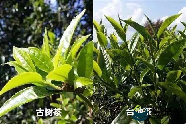 叶底出现红梗红叶的茶有问题吗？能喝吗？(普洱茶出现红梗红叶的原因)