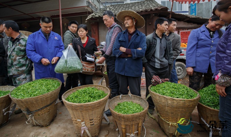 闽南茶农的制茶法