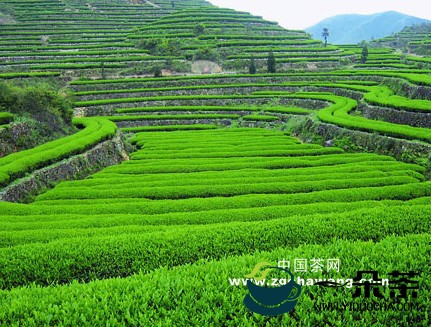 茶叶前景:种植茶叶前景如何？