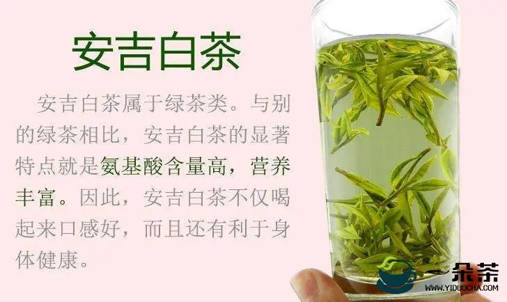 安吉白茶多少钱一斤