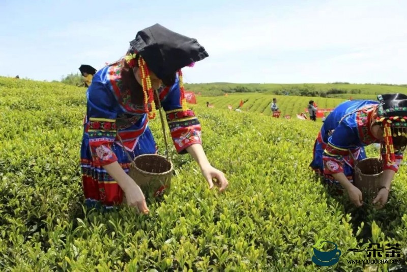 桂花茶的采制技巧和保健功效