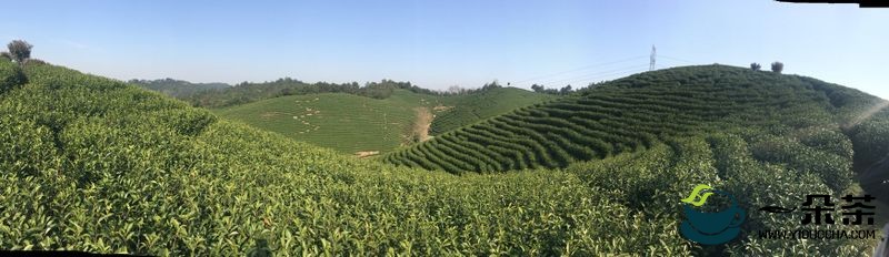 安吉白茶集团发展订单农户探索茶产业帮扶新模式
