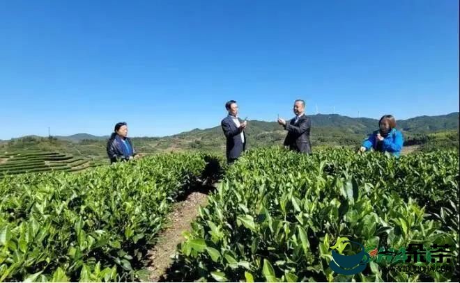 “政和白茶 工夫红茶”进入北方十六省市茶业合作标准茶体系