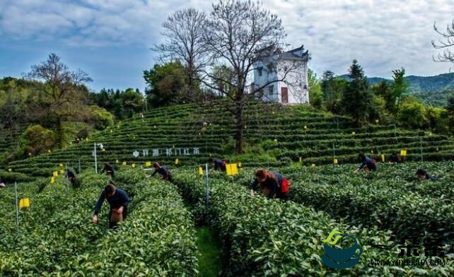 祁门县打造全国首个全域茶叶无农残城市
