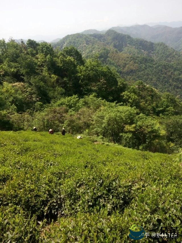 特色特征：六安瓜片茶树的独特之处