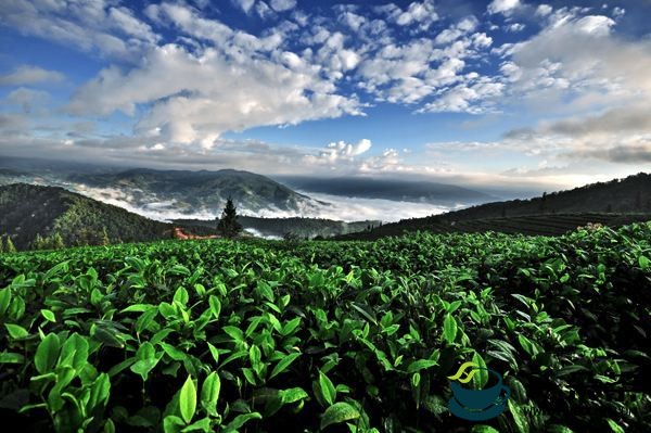 乔木的古树茶与茶园的台地茶最基本的区别