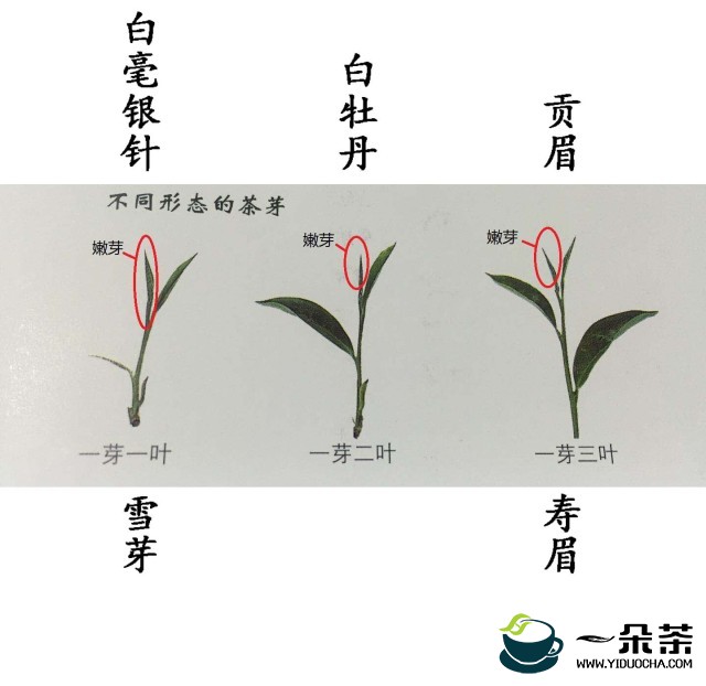 茶叶制作过程，萎凋程度对茶叶有什么影响？