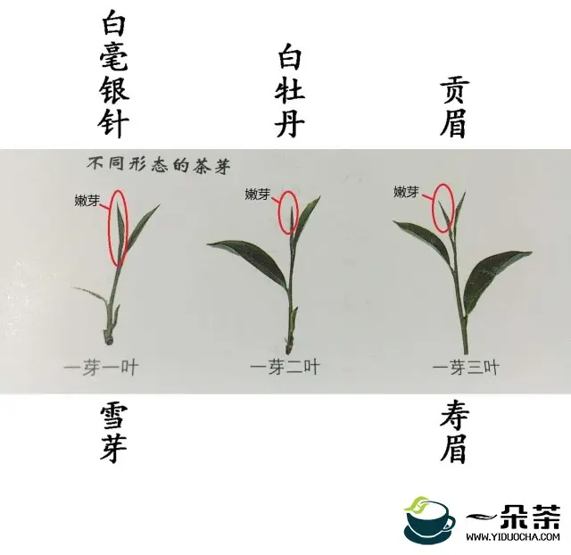 茶叶制作过程中，萎凋程度对茶叶品质的影响。