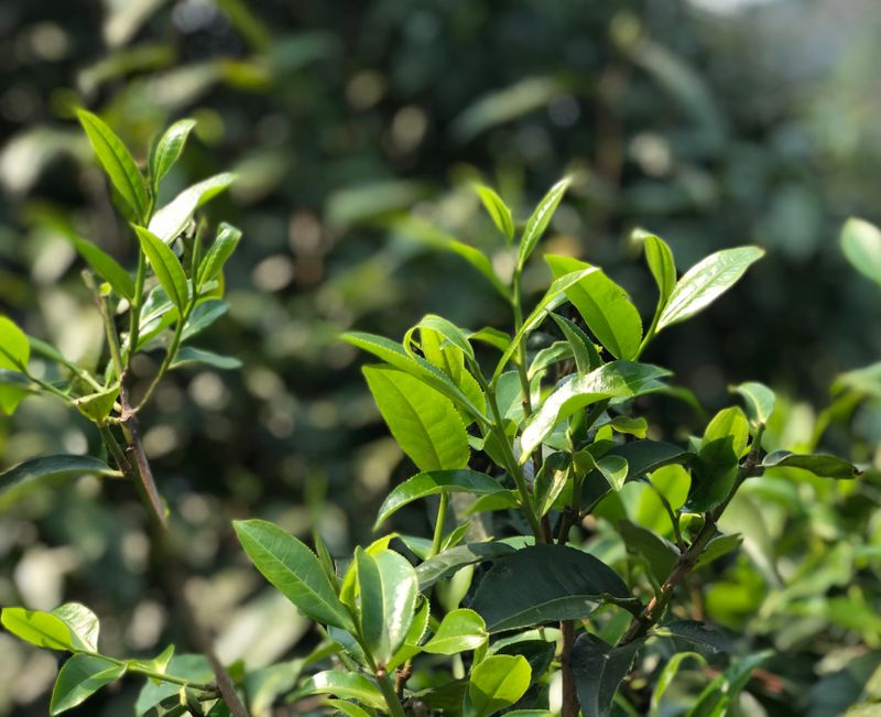 安徽马鞍山：《地理标志产品 含眉绿茶》省级地方标准正式发布