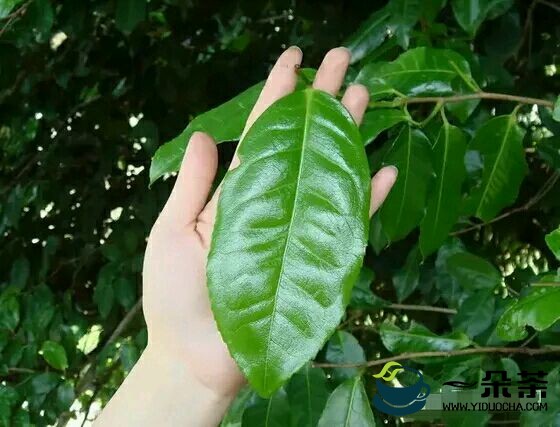 大叶种茶与小叶种茶有什么分别(大叶种茶与小叶种茶的区别)