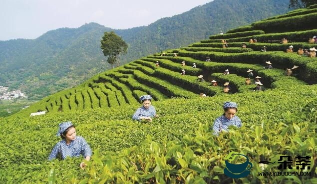 春茶鲜嫩茶农抢采“明前茶” 广东春茶已陆续上市