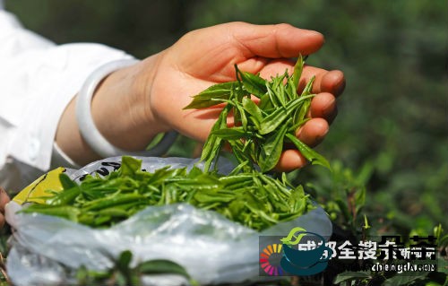 失传千年的青城道茶再现真容