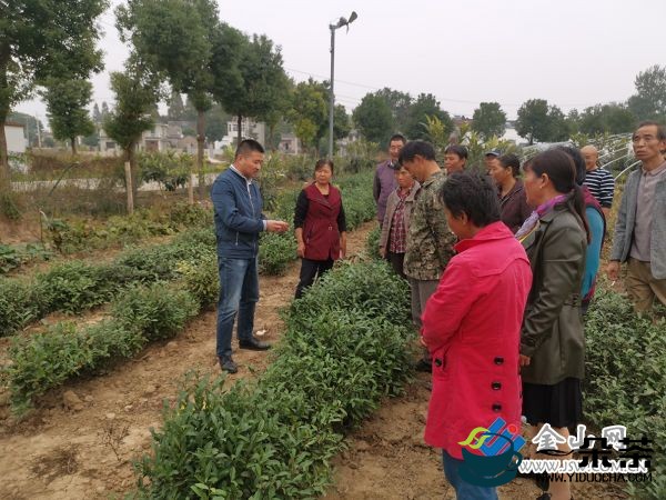 影响制茶品质的因子——采摘后经过时间与制茶品质