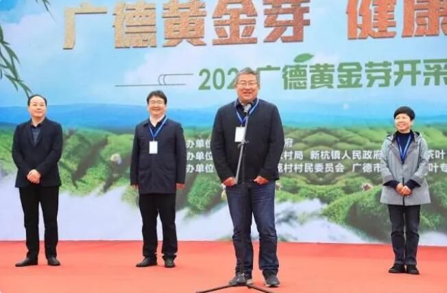 2023年广德黄金芽开采节在新杭镇金鸡笼村举办