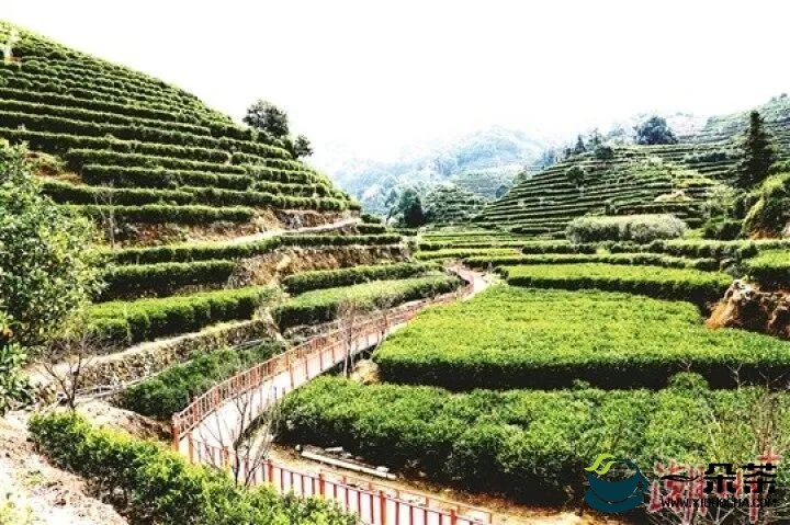 力争到2025年茶产业总产值达400亿元！潮州市凤凰单丛茶产业高质量发展总体规划印发