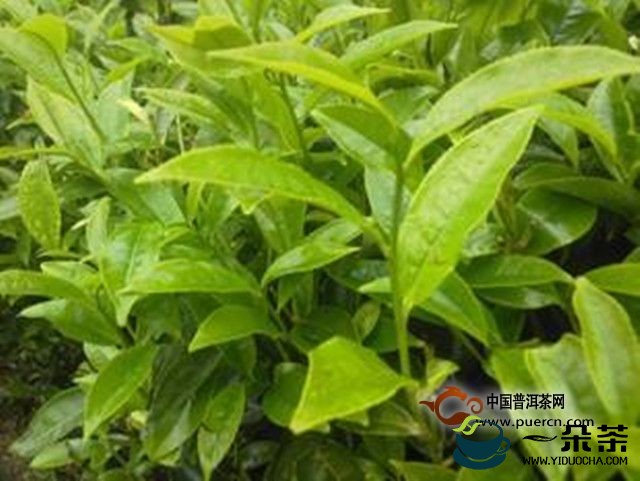 诏安八仙茶好喝吗是什么茶?(诏安八仙茶属于什么茶)