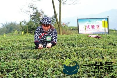 茶叶合理采摘的主要技术环节