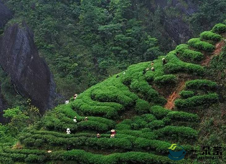中国区域农业品牌茶产业影响力排行榜出炉 武夷岩茶居首