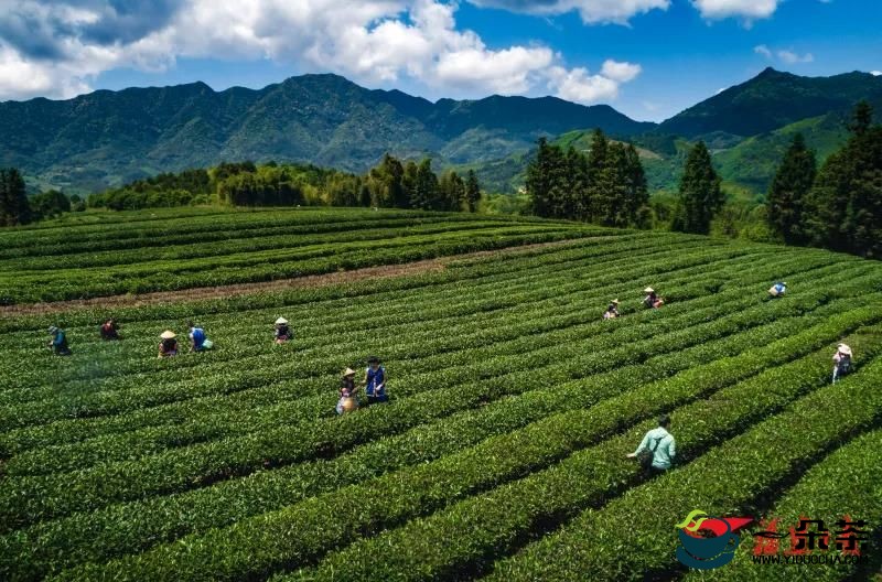 福建建阳：漳墩产业战略升维推动小白茶产业发展