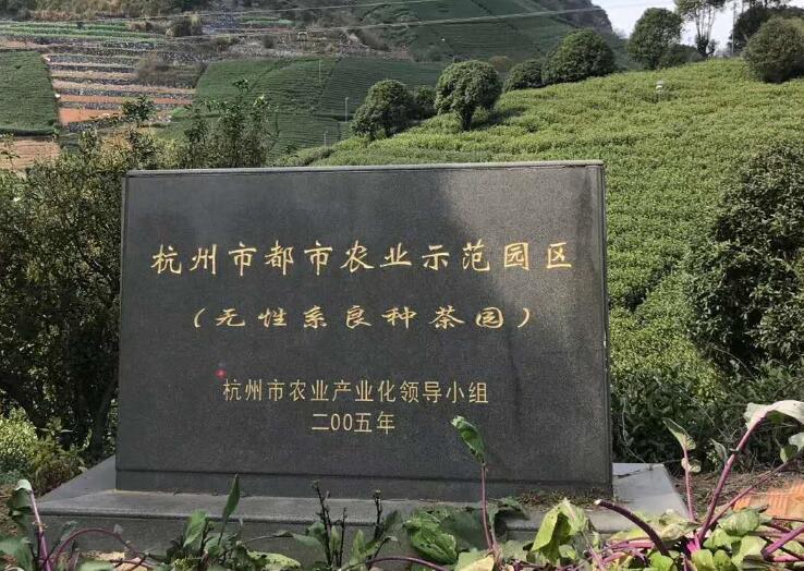 高温干旱考验杭州西湖龙井茶树 少量被晒伤