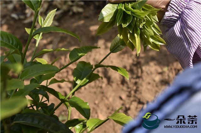 普洱茶投资分析：漫谈“炒茶”背后的接盘侠们（上）