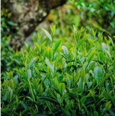 武夷岩茶的芳香物质（香气成分）主要有哪些？