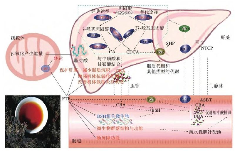 刘仲华院士团队说安化黑茶的调理肠胃功效