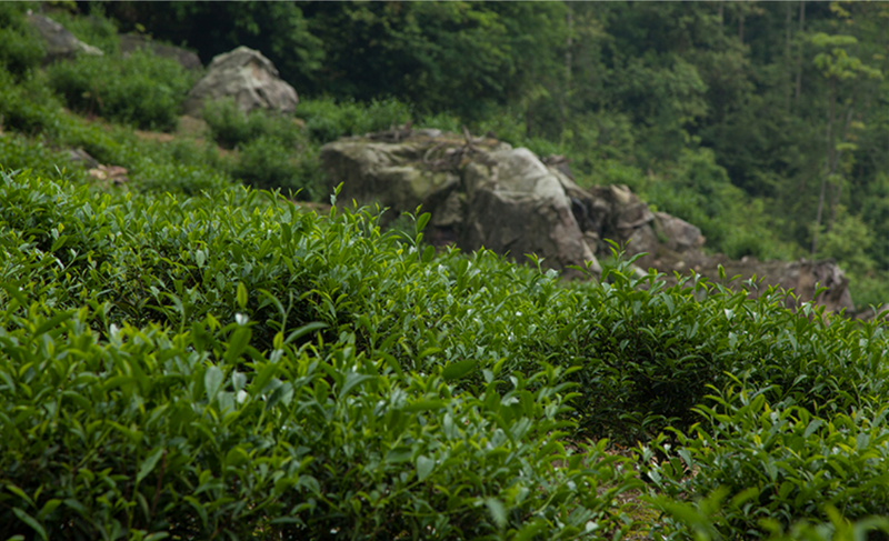 茶树品种概念