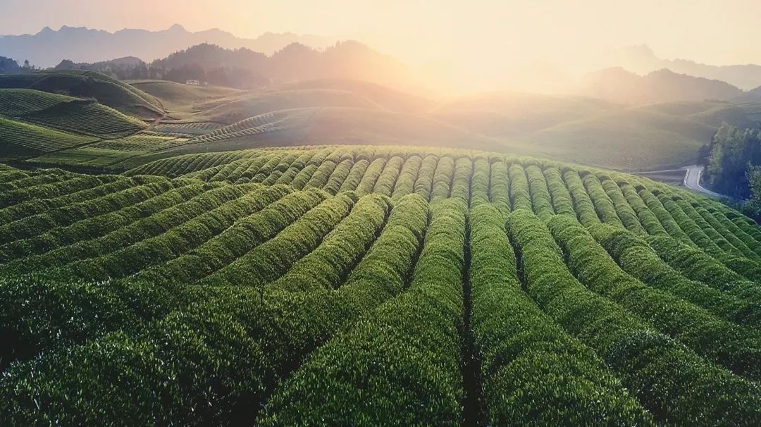 五个秘诀，泡好贵州茶并不难！