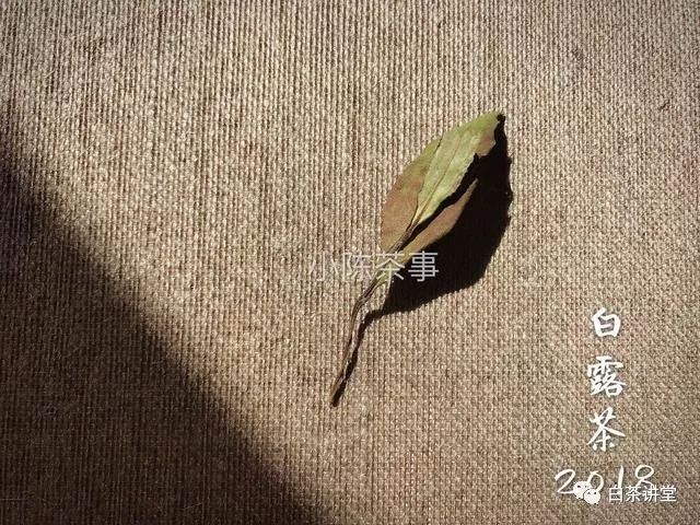 新白茶和老白茶，要怎么区分？