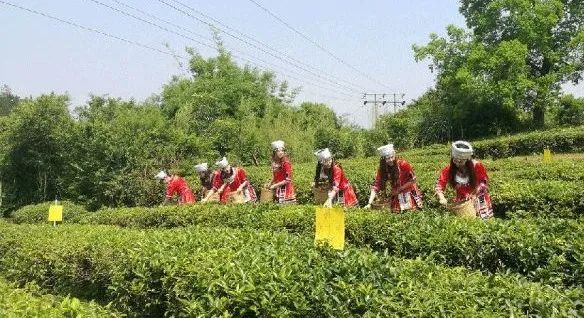 最好季节的六堡茶—社前茶