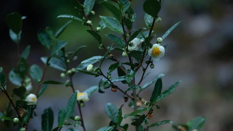 茶树品种概念