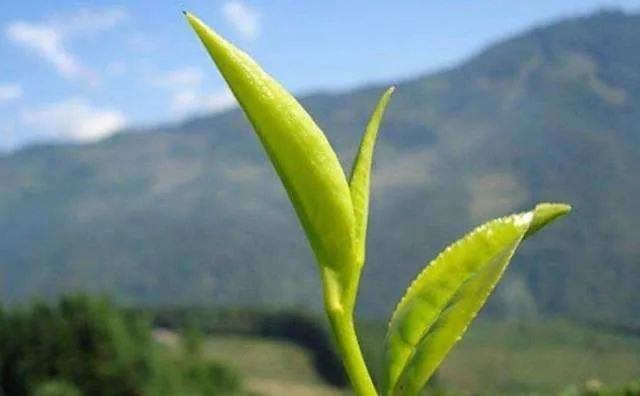 最好季节的六堡茶—社前茶！