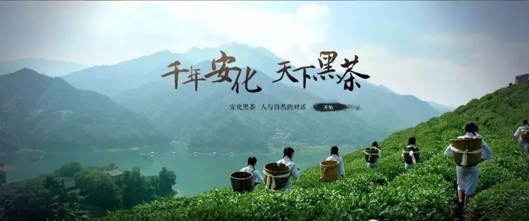 冬天如何喝茶？