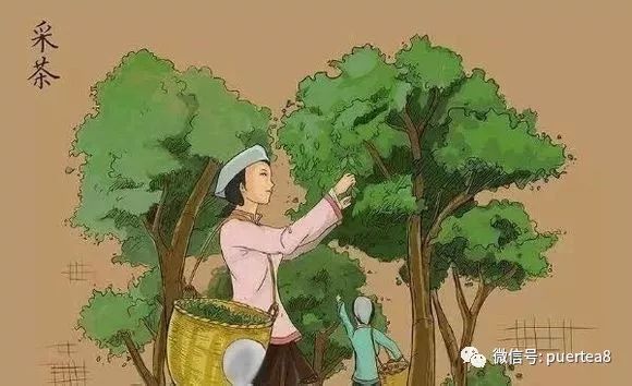 漫画细解普洱茶的手工制茶工艺（普洱生茶）