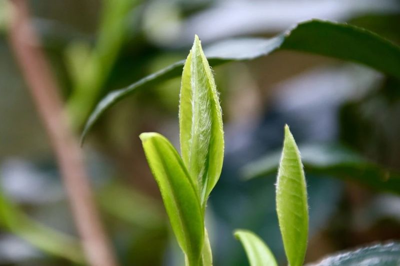 福鼎白茶史：闽东茶商梅伯珍