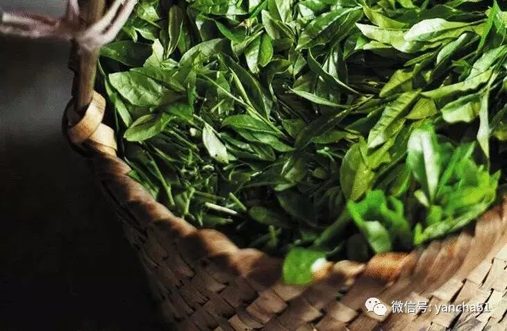 【武夷茶知识频道】陈荣冰：武夷岩茶的“苦涩”有学问，去除“苦涩味”有技术要点