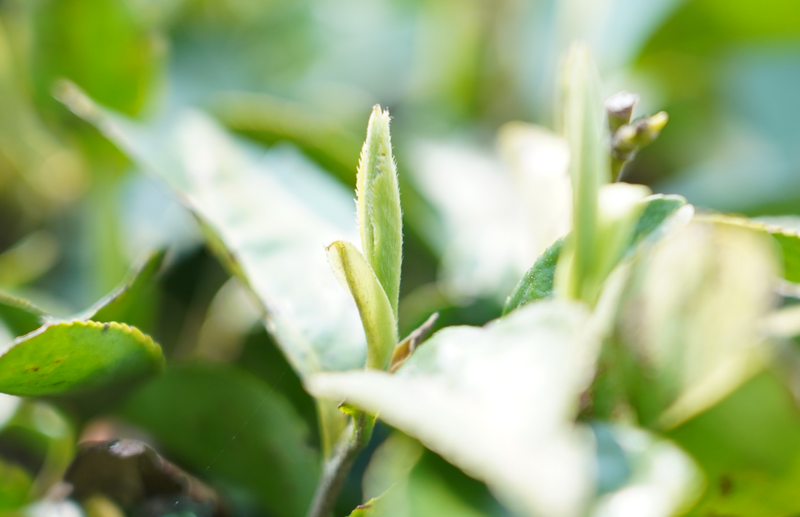 为什么茶汤里会有小茸毛？这茶还能喝吗？