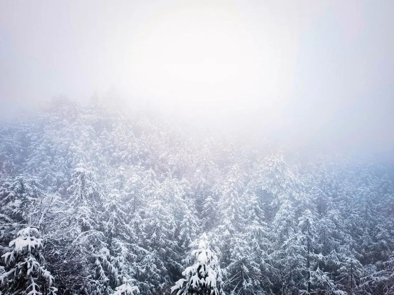 下雪了！2022武夷山桐木的第一场雪