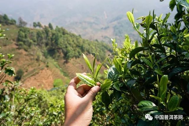 普洱茶制作盘点