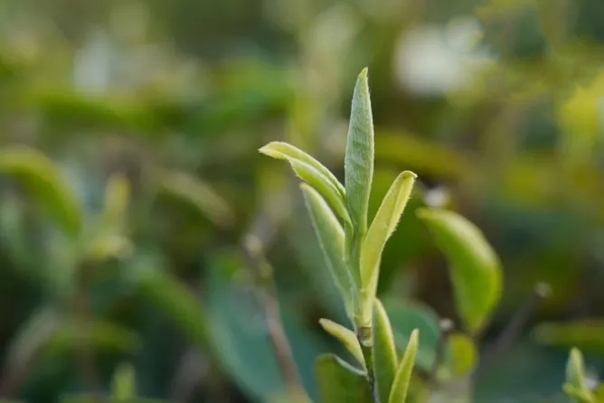 为什么茶汤里会有小茸毛？这茶还能喝吗？