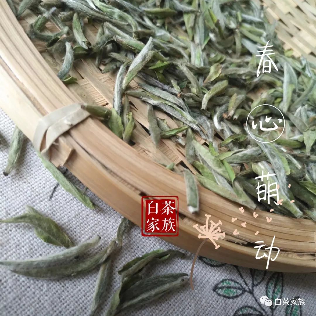 买茶如挑刺，从4个细节判断春白茶好坏